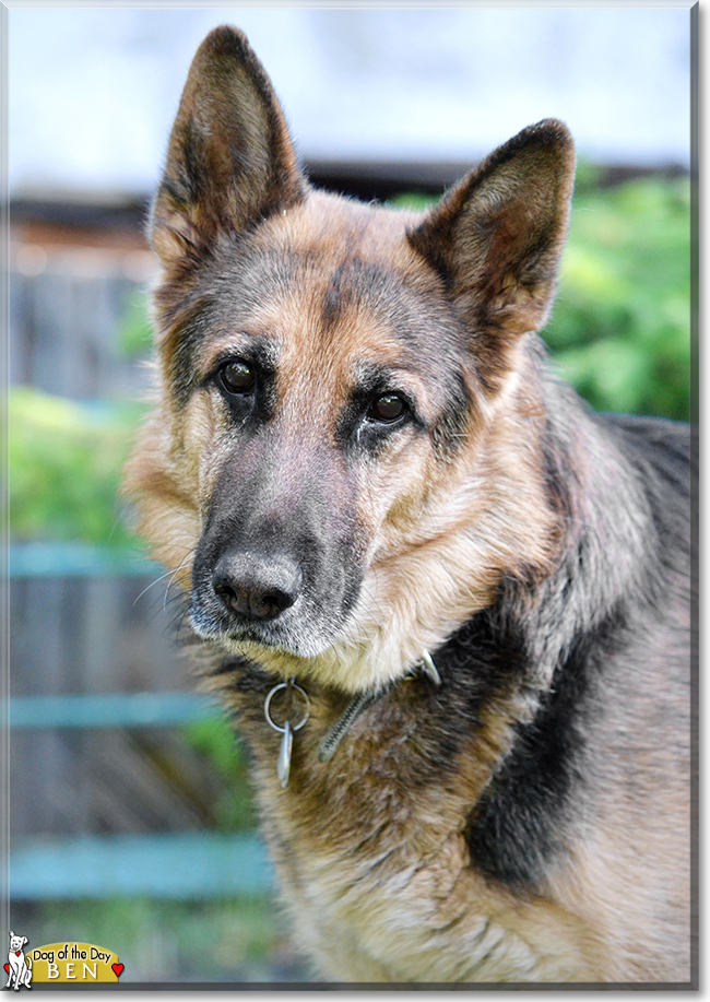 Ben the German Shepherd, the Dog of the Day