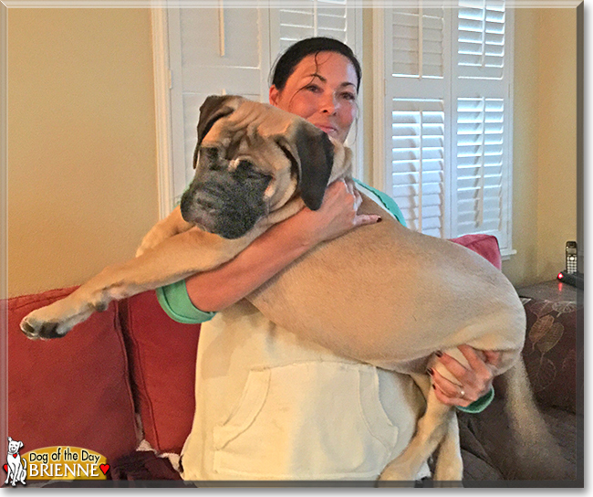 Brienne the Bull Mastiff, the Dog of the Day