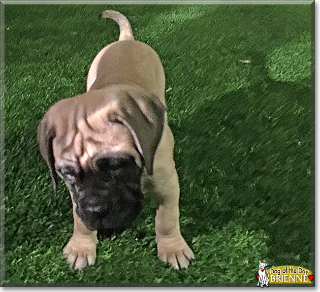 Brienne the Bull Mastiff, the Dog of the Day