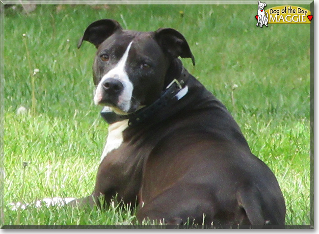 Maggie the Staffordshire Terrier/Labrador Mix, the Dog of the Day