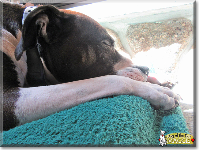 Maggie the Staffordshire Terrier/Labrador Mix, the Dog of the Day