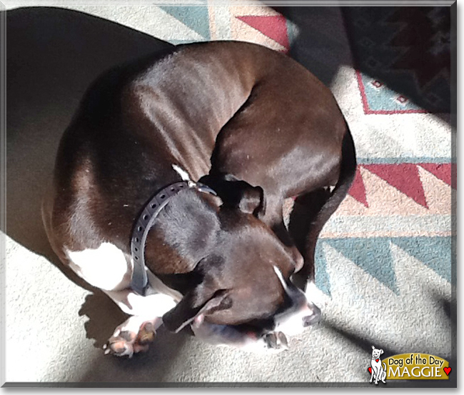 Maggie the Staffordshire Terrier/Labrador Mix, the Dog of the Day