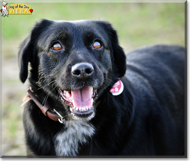 Hera the Mixed Breed, the Dog of the Day