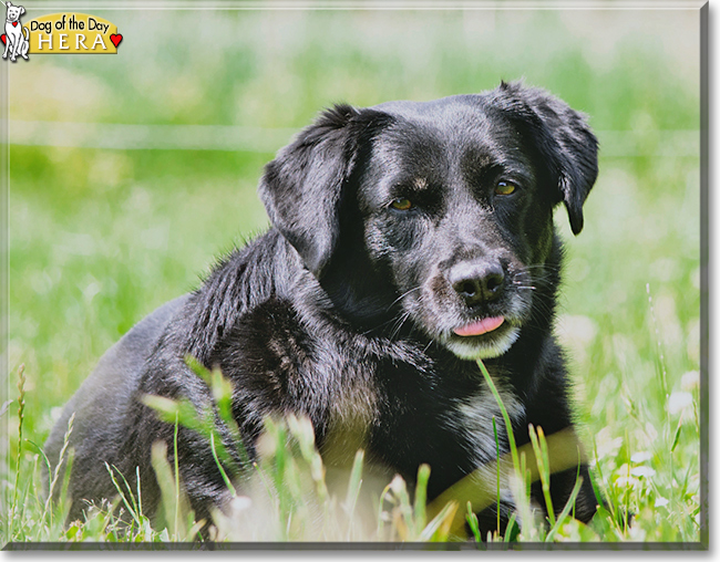 Hera the Mixed Breed, the Dog of the Day