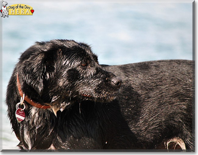 Hera the Mixed Breed, the Dog of the Day