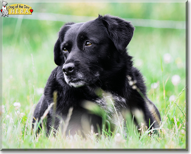 Hera the Mixed Breed, the Dog of the Day