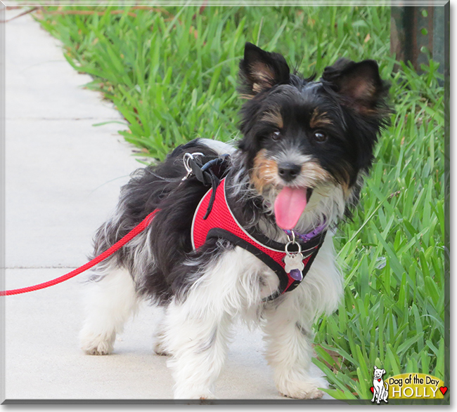 Holly the Biewer Terrier, the Dog of the Day