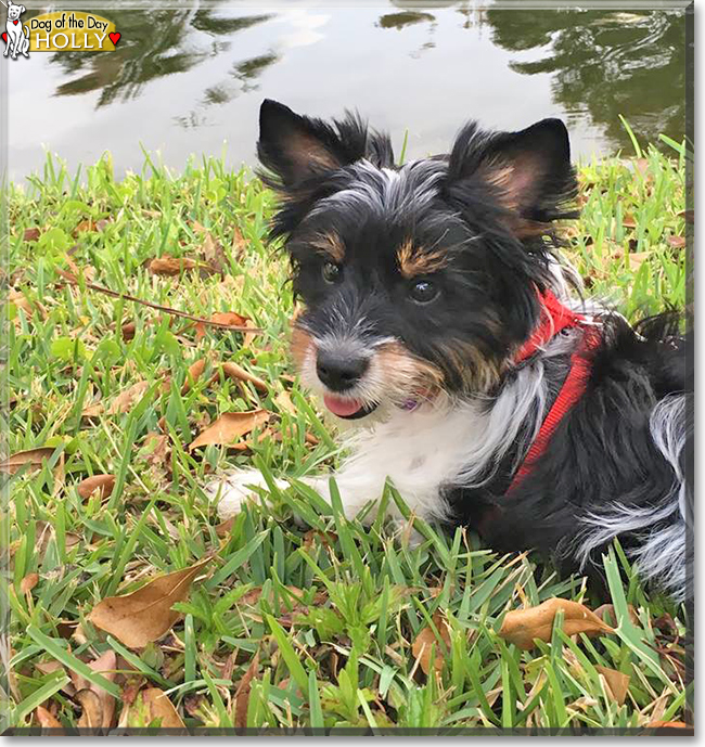 Holly the Biewer Terrier, the Dog of the Day