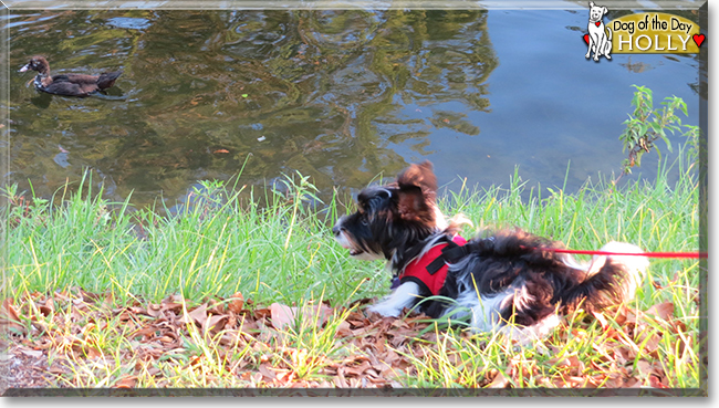 Holly the Biewer Terrier, the Dog of the Day