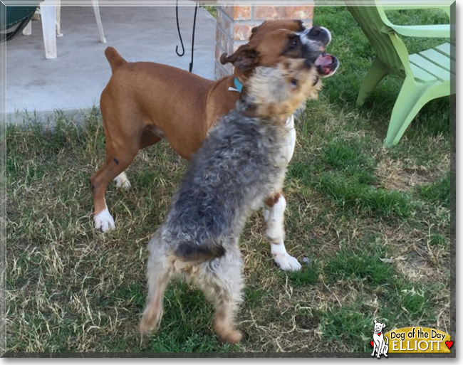 Elliott the Schnauzer/Yorkshire Terrier mix, the Dog of the Day