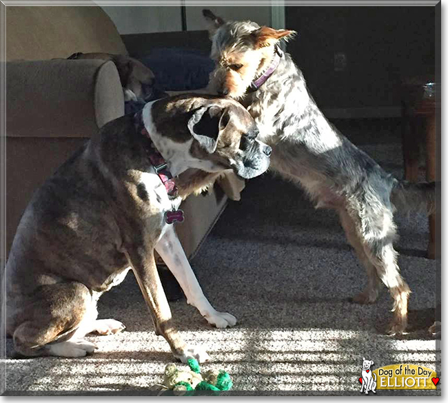 Elliott the Schnauzer/Yorkshire Terrier mix, the Dog of the Day