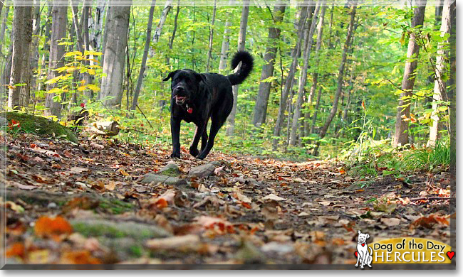 Hercules the Newfoundland, Labrador Retriever mix, the Dog of the Day