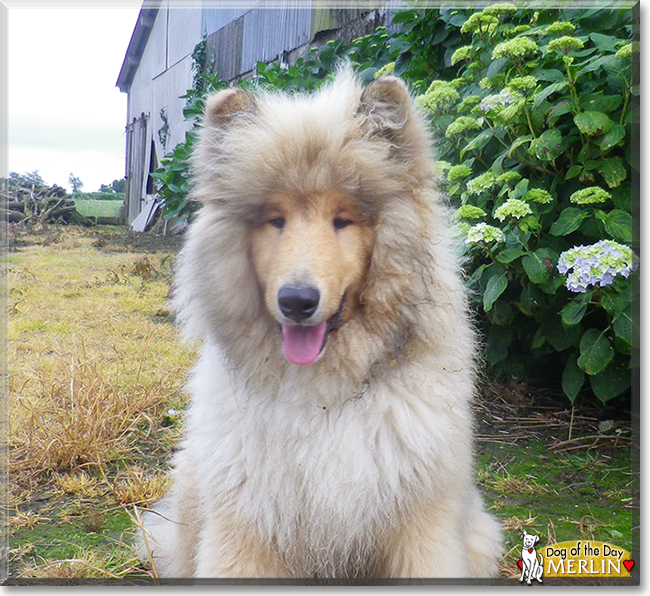 Merlin the Rough Collie, the Dog of the Day