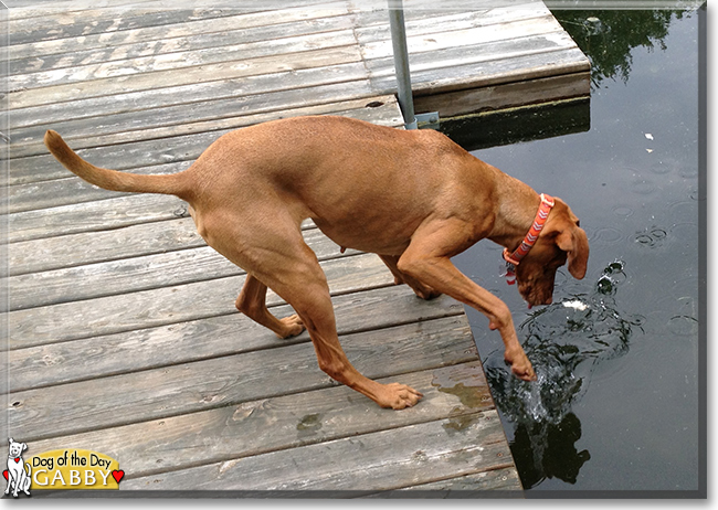 Gabby the Viszla, the Dog of the Day