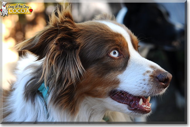 Cocoa the Miniature Australian Shepherd, the Dog of the Day