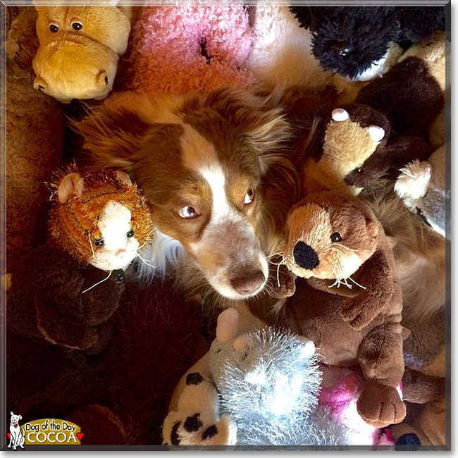 Cocoa the Miniature Australian Shepherd, the Dog of the Day