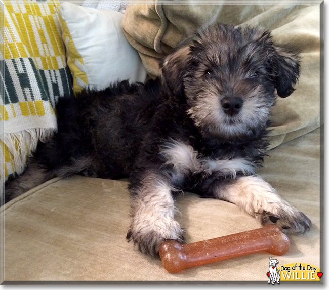 Willie the Schnauzer, Poodle mix, the Dog of the Day