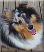 Loki the Shetland Sheepdog