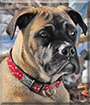 Gracie the Bullmastiff