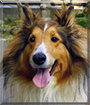 Alice the Shetland Sheepdog