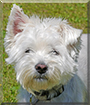 Kurti the West Highland White Terrier