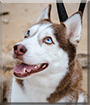 Lumi the Siberian Husky