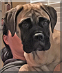 Brienne the Bull Mastiff