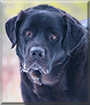 Hercules the Newfoundland, Labrador Retriever mix