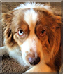 Cocoa the Miniature Australian Shepherd