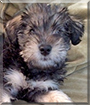 Willie the Schnauzer, Poodle mix