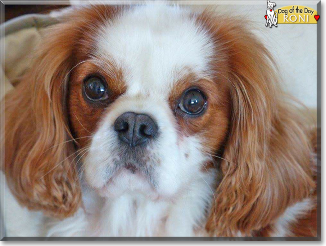 Roni the Cavalier King Charles Spaniel, the Dog of the Day