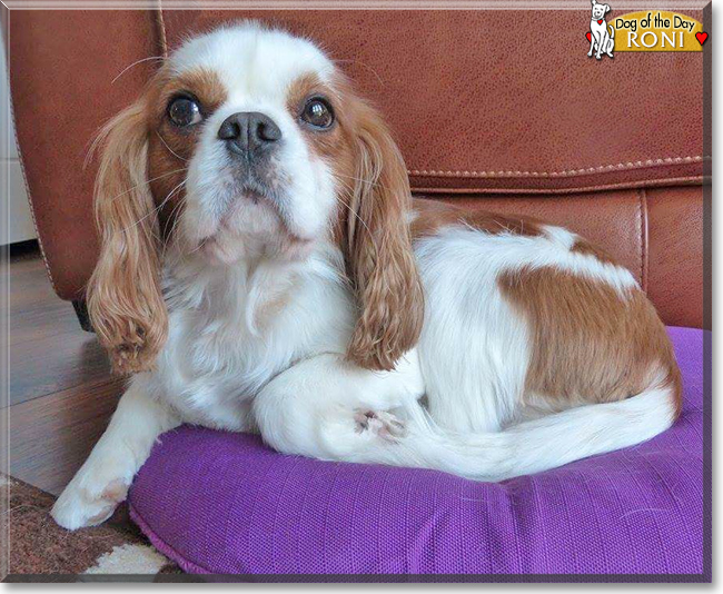 Roni the Cavalier King Charles Spaniel, the Dog of the Day