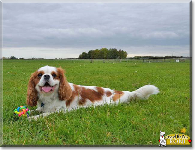 Roni the Cavalier King Charles Spaniel, the Dog of the Day