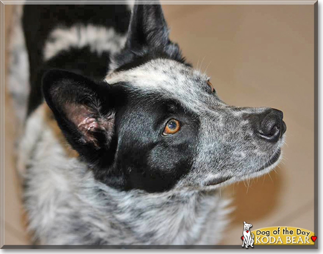 Koda Bear the Border Collie, the Dog of the Day