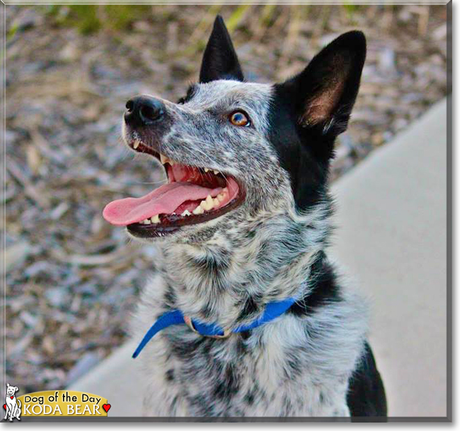 Koda Bear the Border Collie, the Dog of the Day