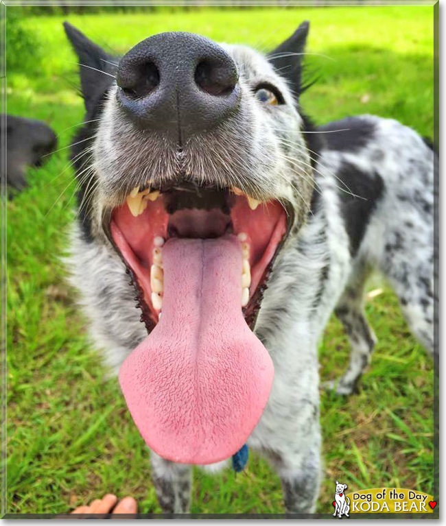 Koda Bear the Border Collie, the Dog of the Day