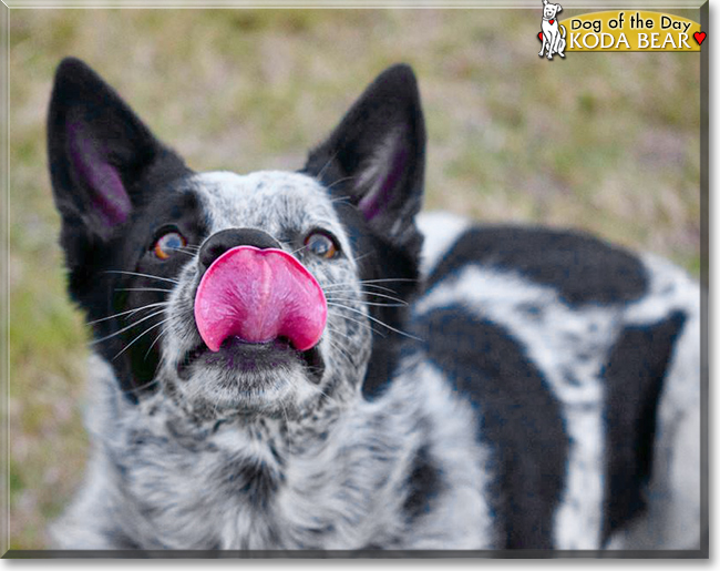 Koda Bear the Border Collie, the Dog of the Day