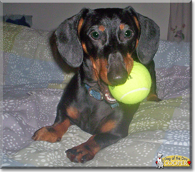 Cooper the Dachshund, the Dog of the Day