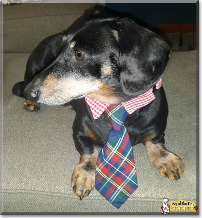 Cooper the Dachshund, the Dog of the Day