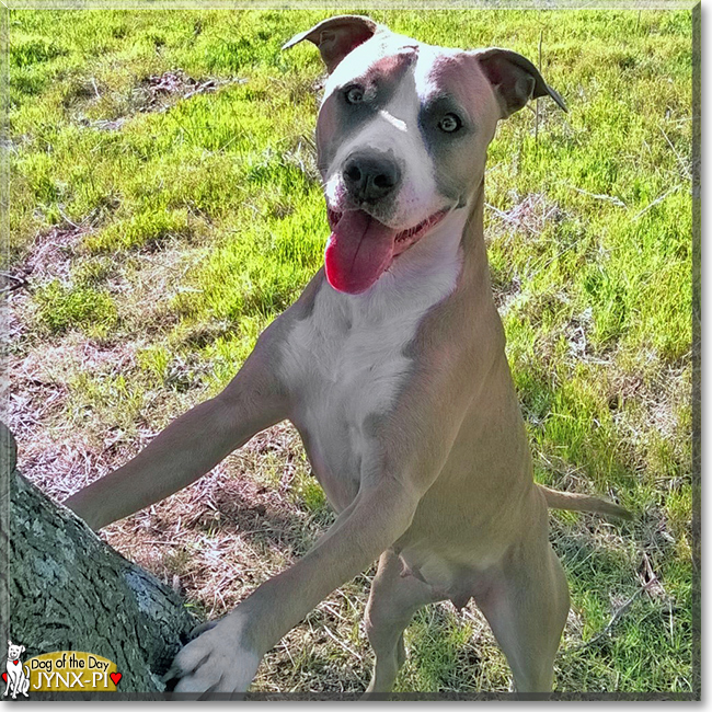 Jynx-Pi the Pitbull Terrier, the Dog of the Day