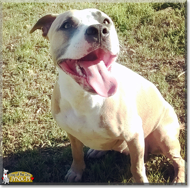 Jynx-Pi the Pitbull Terrier, the Dog of the Day