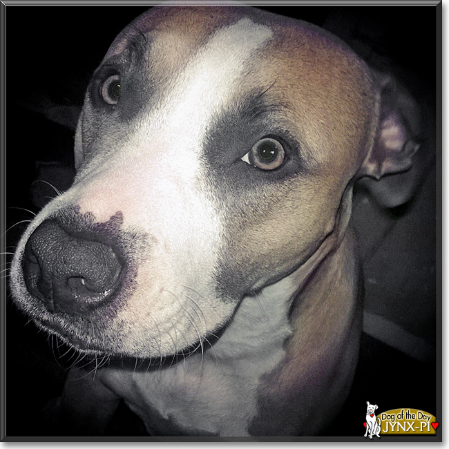 Jynx-Pi the Pitbull Terrier, the Dog of the Day