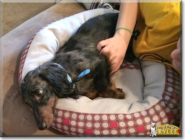 Rylee the Dapple Dachshund, the Dog of the Day