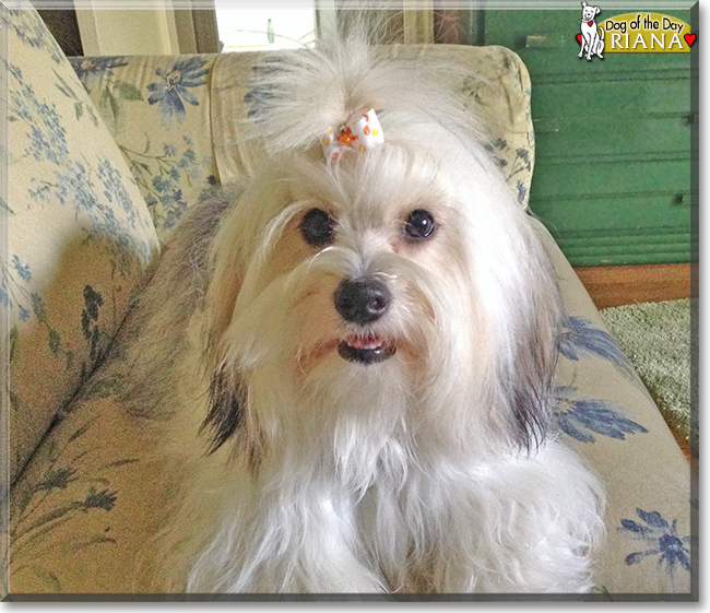 Riana the Coton de Tulear, the Dog of the Day