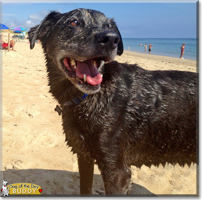 Buddy the Labrador/Hound mix, the Dog of the Day