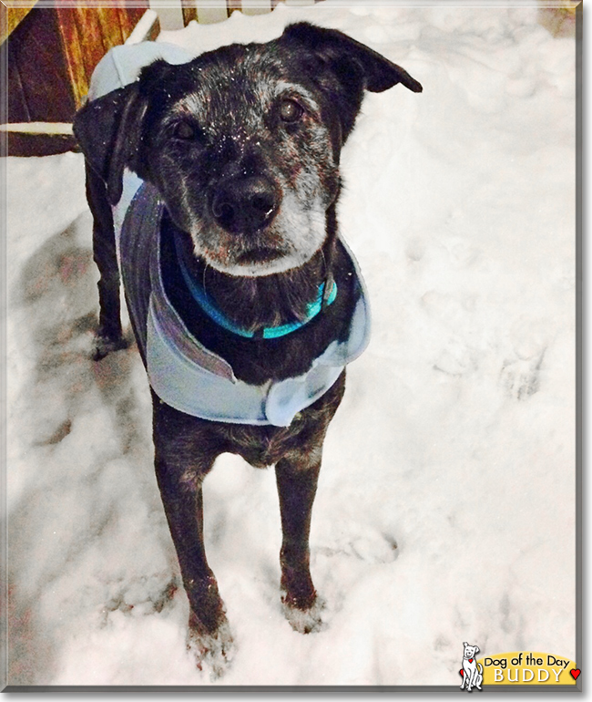 Buddy the Labrador/Hound mix, the Dog of the Day