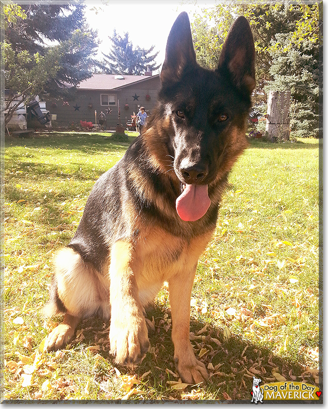 Maverick the German Shepherd, the Dog of the Day