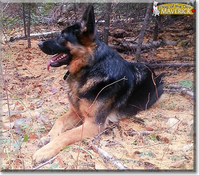 Maverick the German Shepherd, the Dog of the Day