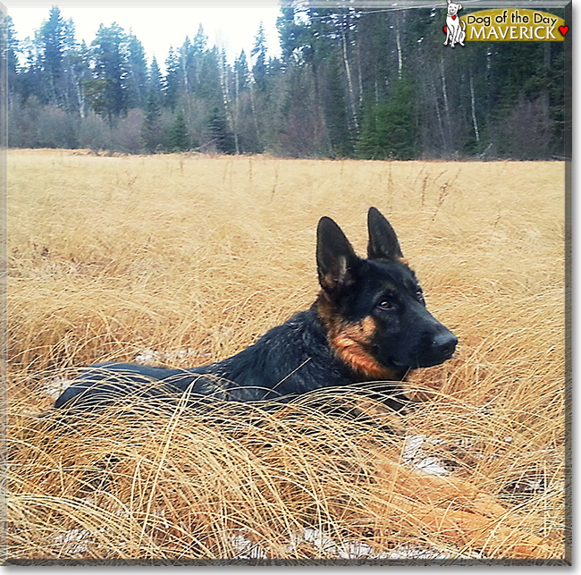 Maverick the German Shepherd, the Dog of the Day