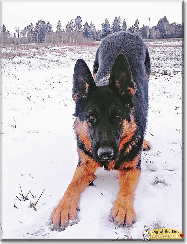 Maverick the German Shepherd, the Dog of the Day